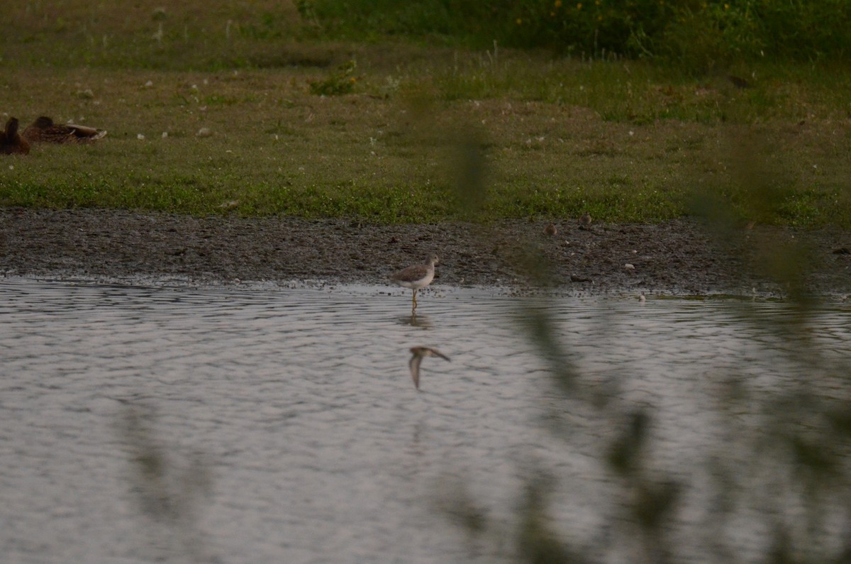 Greater Yellowlegs - ML647014226