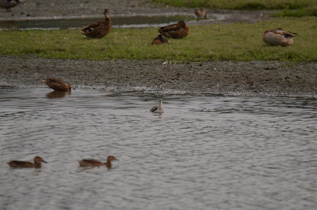 Greater Yellowlegs - ML647014227