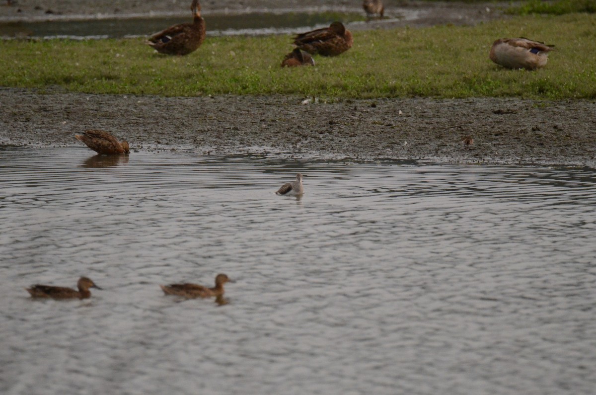 Greater Yellowlegs - ML647014228
