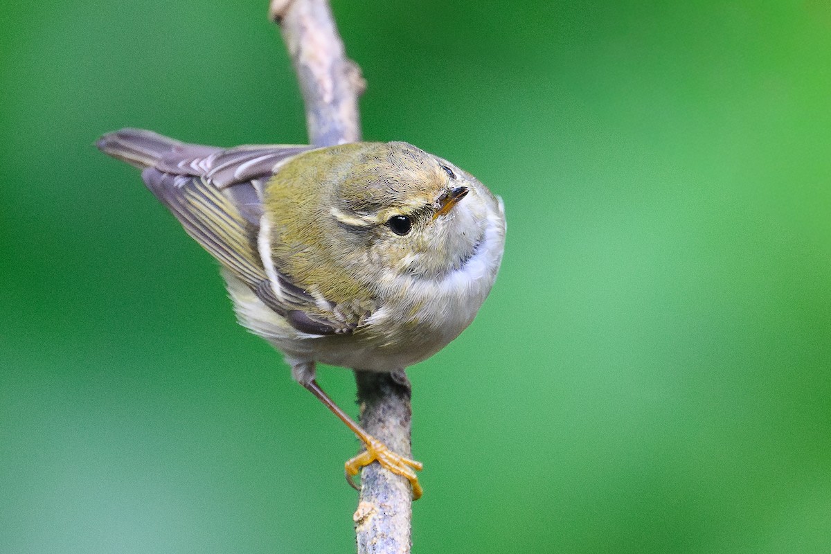 Yellow-browed Warbler - ML647014229