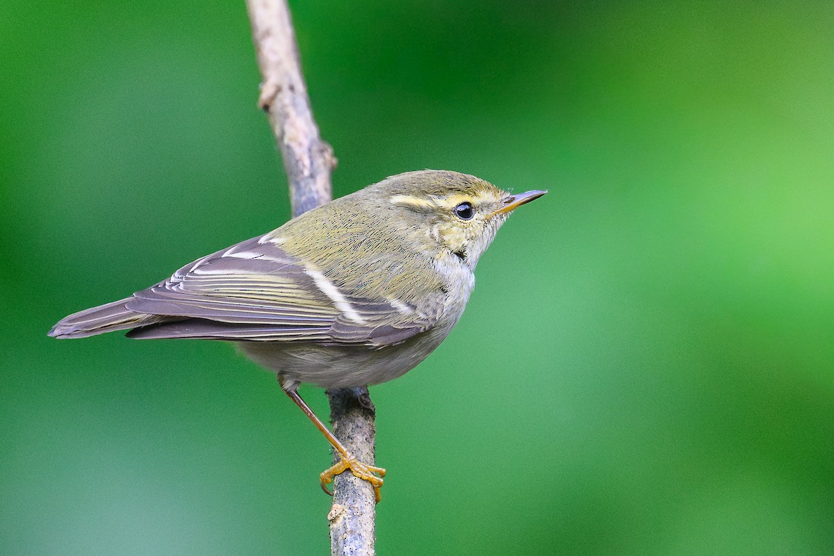 Yellow-browed Warbler - ML647014230