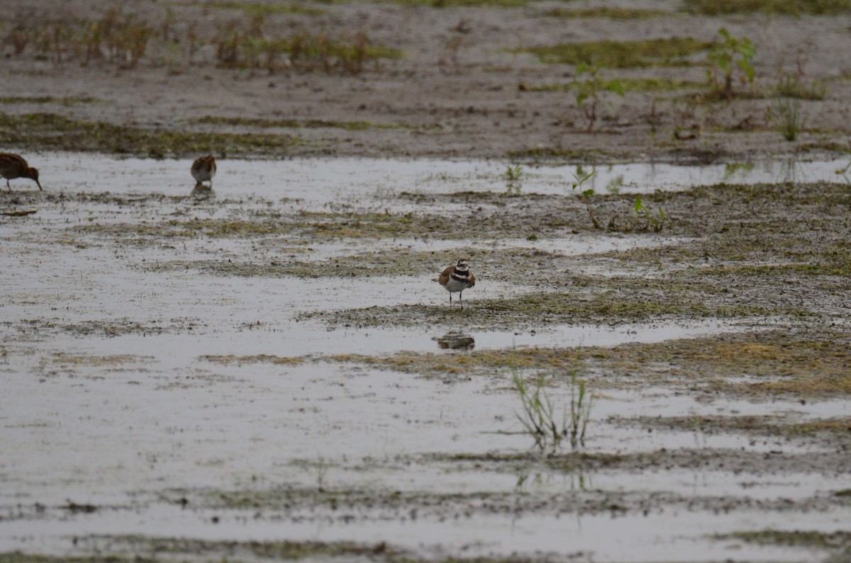 Killdeer - ML647014231