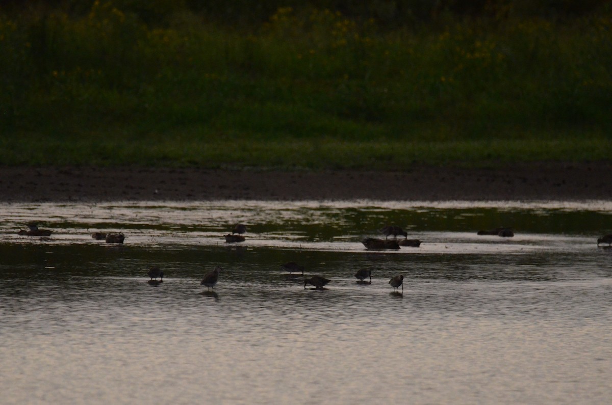 Long-billed Dowitcher - ML647014233