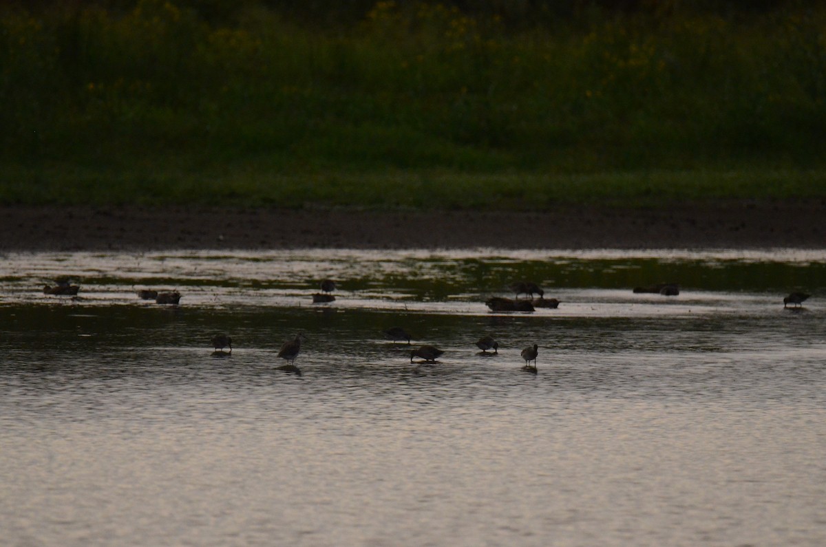 Long-billed Dowitcher - ML647014234