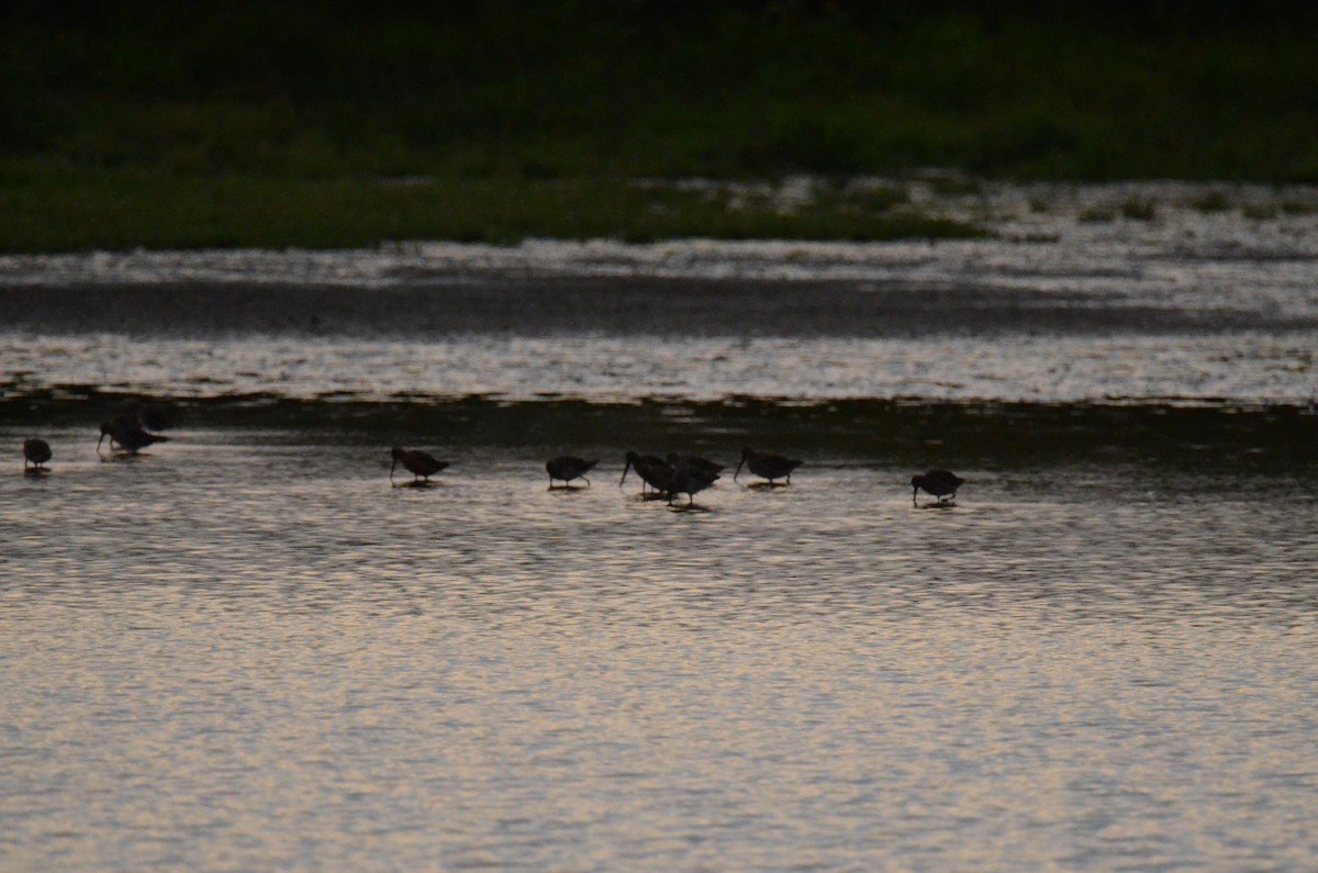 Long-billed Dowitcher - ML647014235