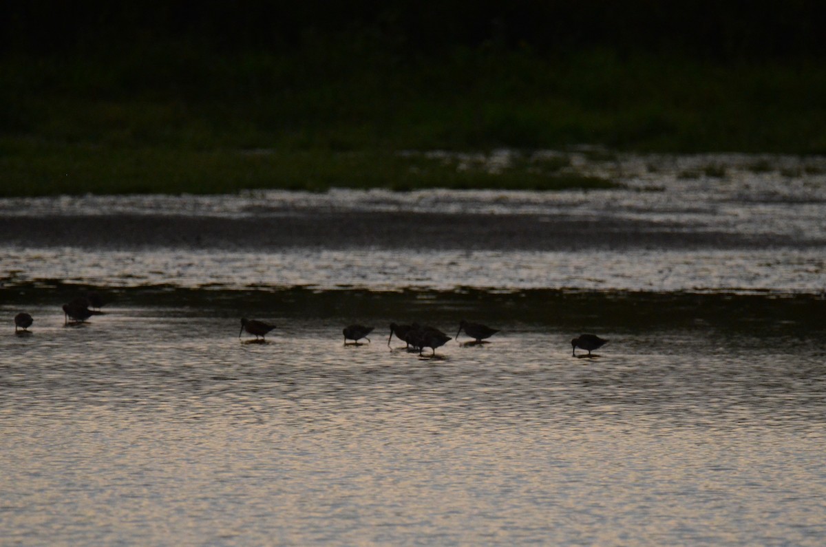 Long-billed Dowitcher - ML647014236