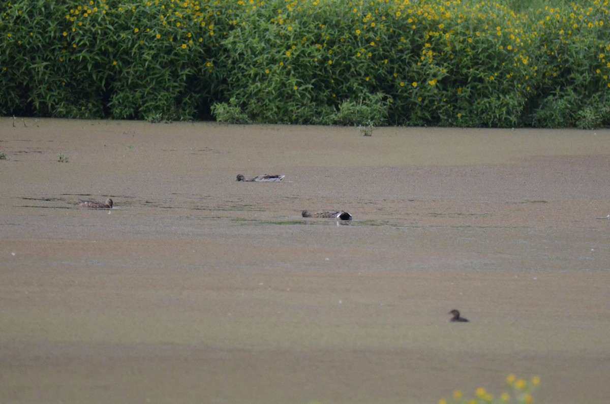 Mallard - ML647014238