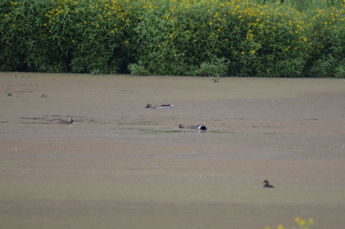 Mallard - ML647014239