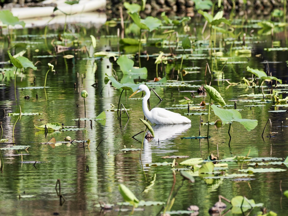 Great Egret - ML647014243