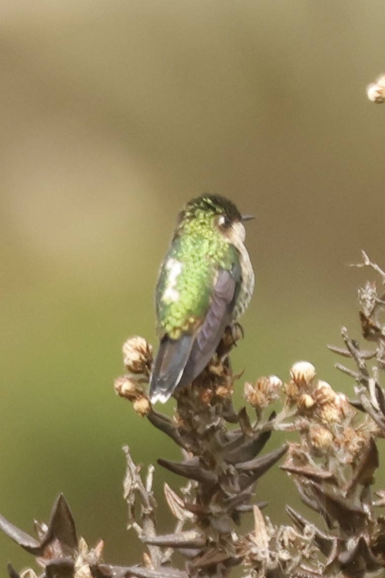 Purple-backed Thornbill - ML647014244