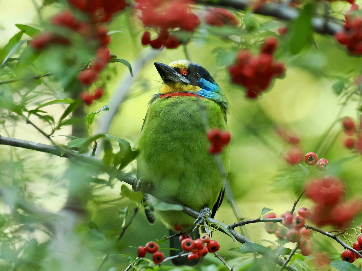 Taiwan Barbet - ML647014245