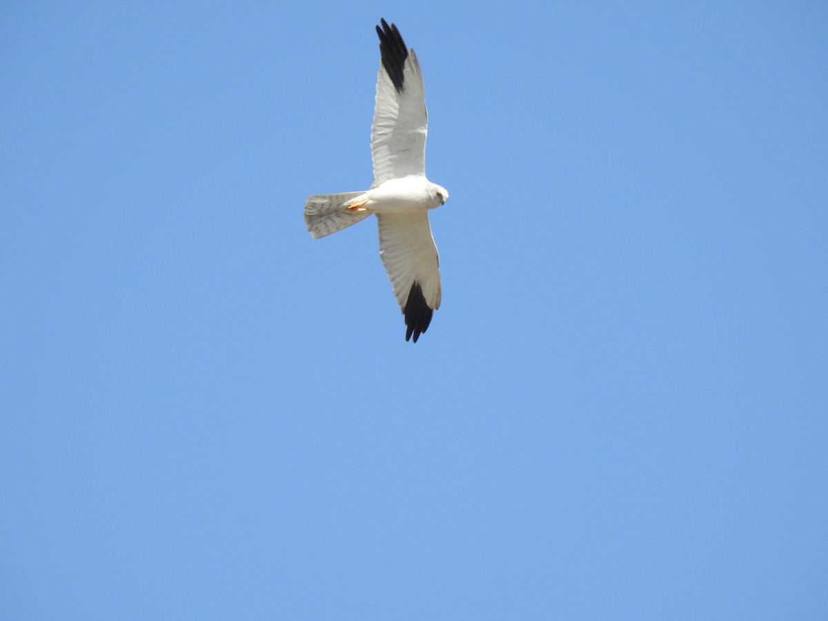 Pallid Harrier - ML647014246