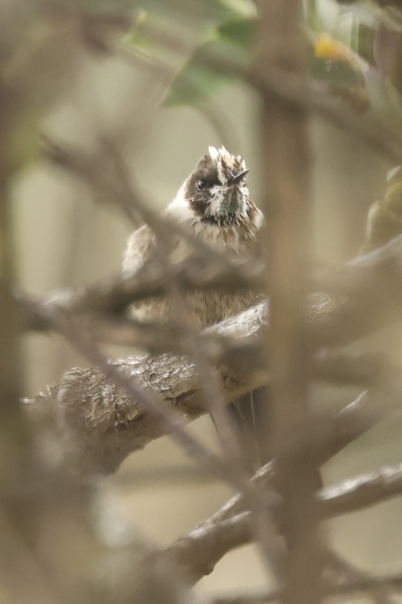 Green-bearded Helmetcrest - ML647014247