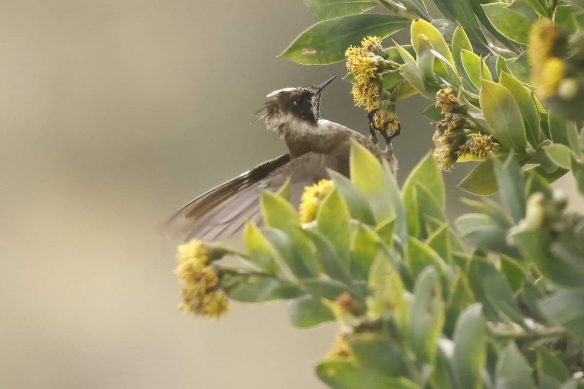 Green-bearded Helmetcrest - ML647014248