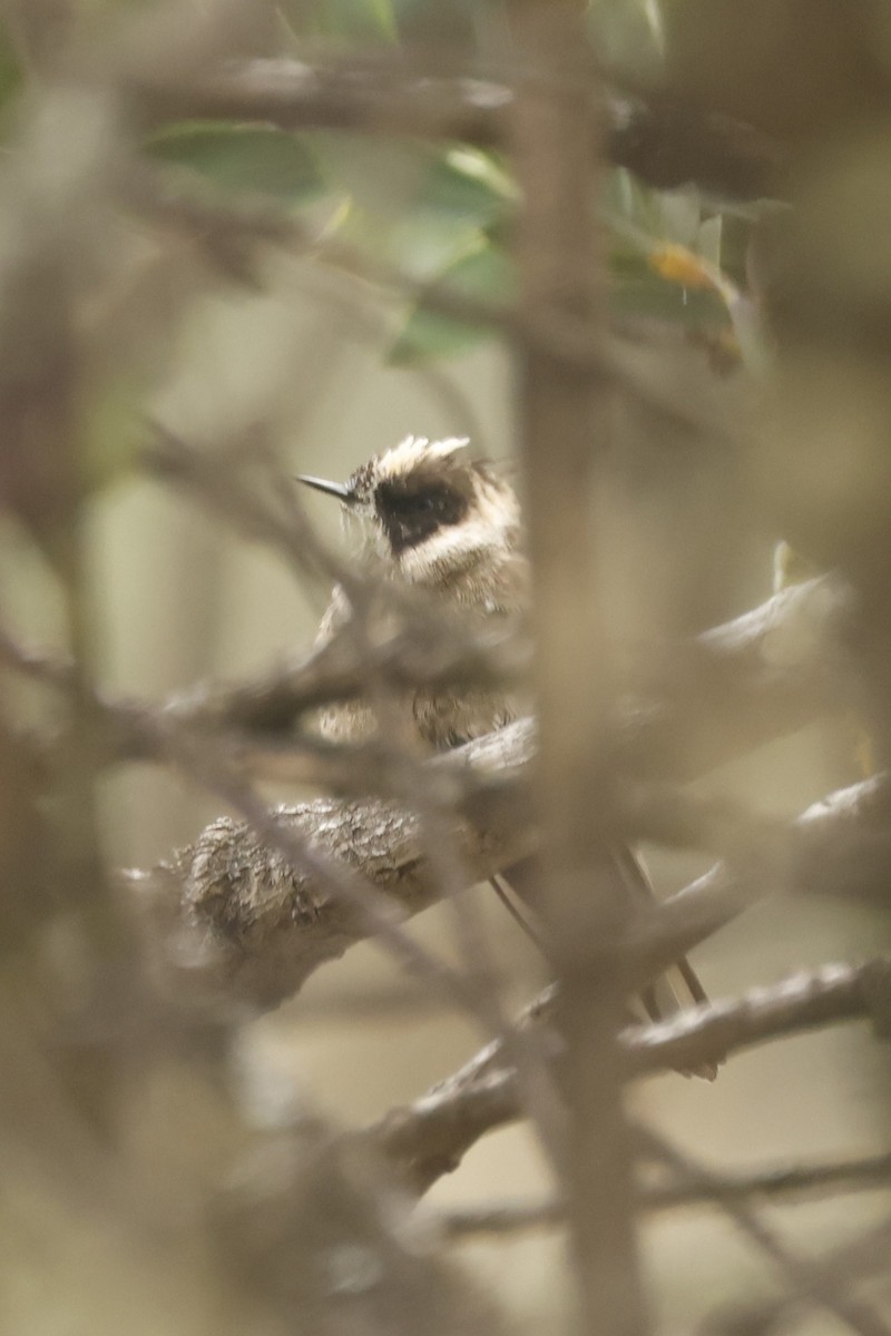 Green-bearded Helmetcrest - ML647014249