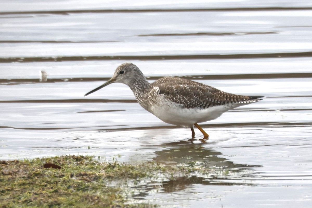 Greater Yellowlegs - ML647014251