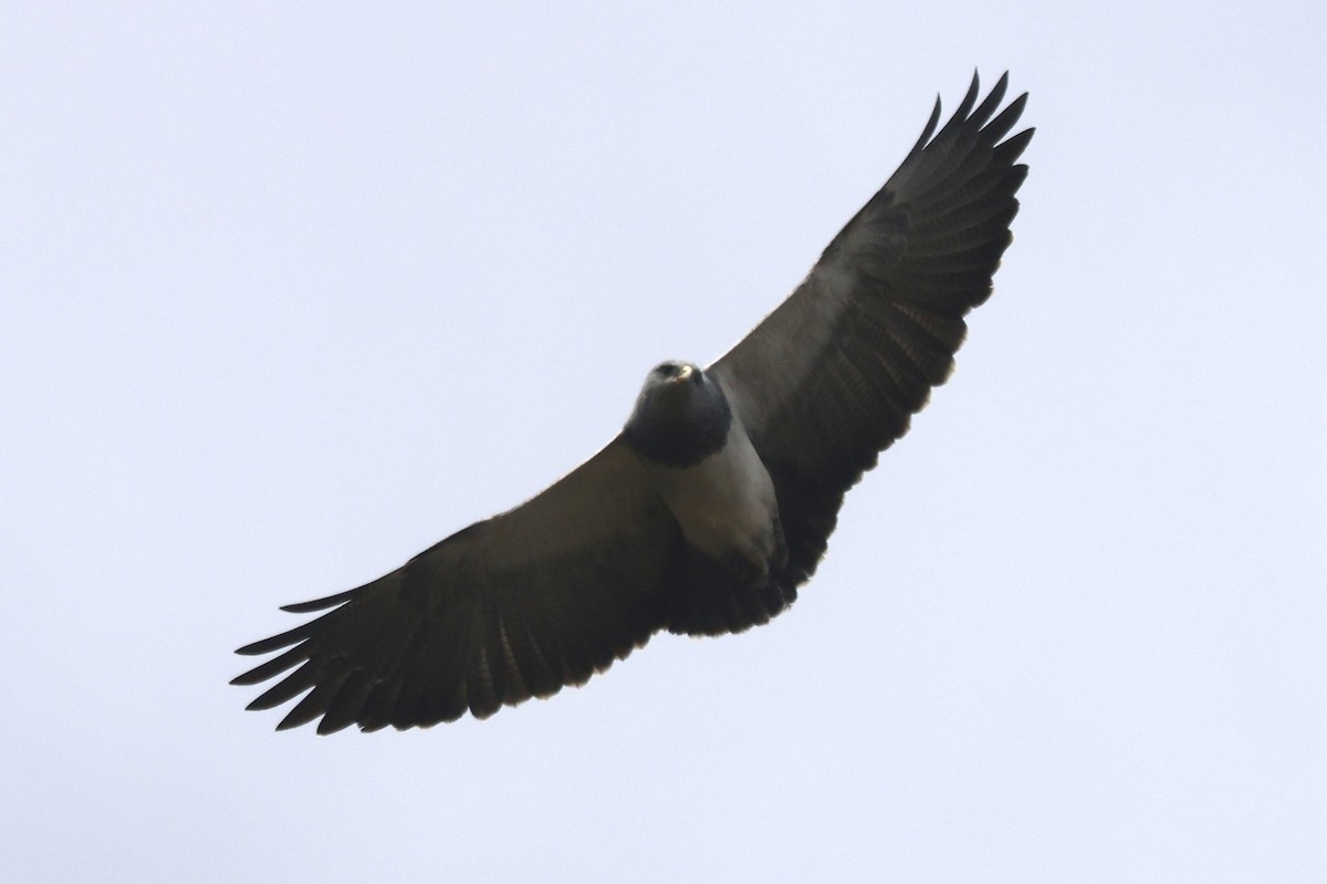Black-chested Buzzard-Eagle - ML647014253