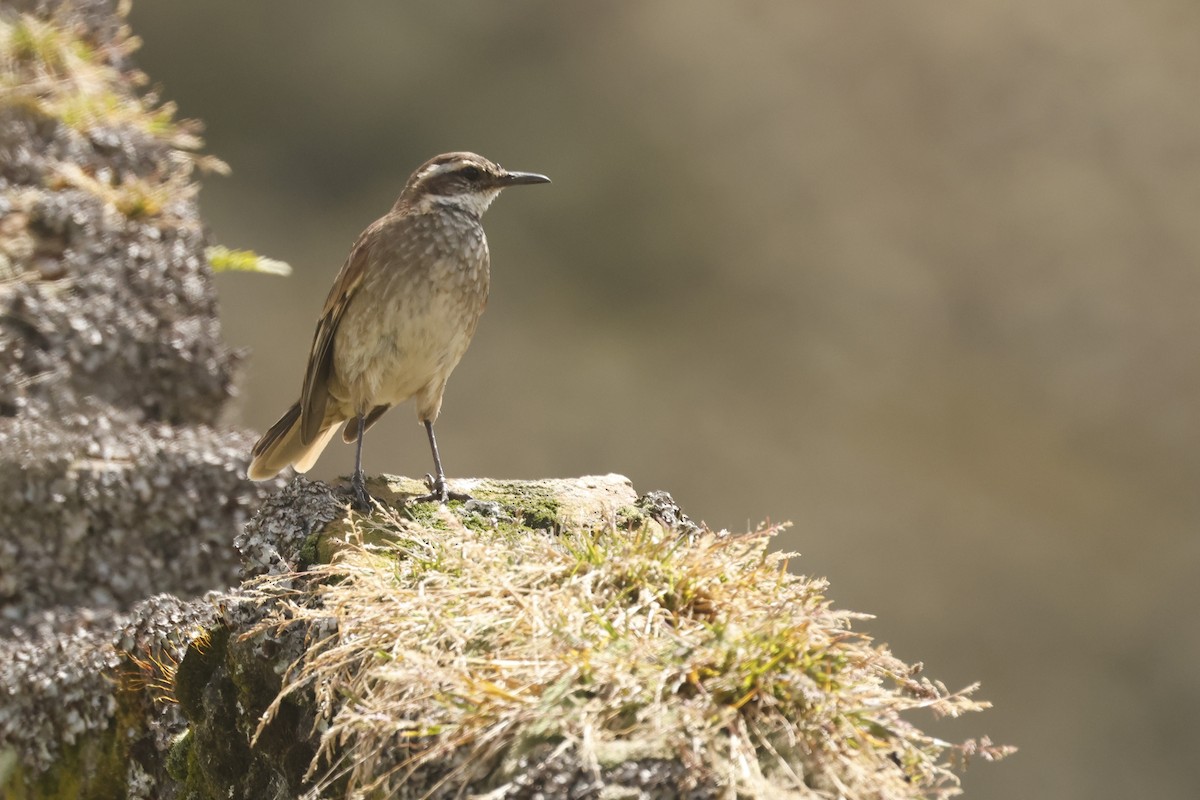 Chestnut-winged Cinclodes - ML647014257