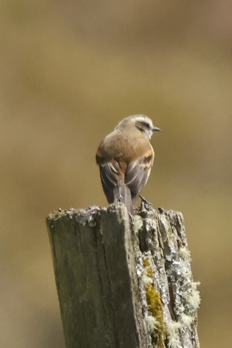Brown-backed Chat-Tyrant - ML647014259
