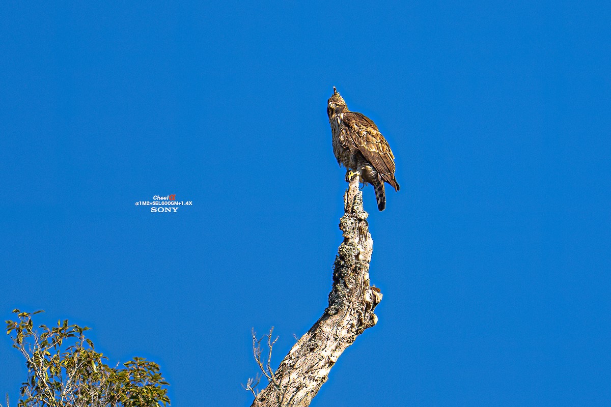 Mountain Hawk-Eagle - ML647014260