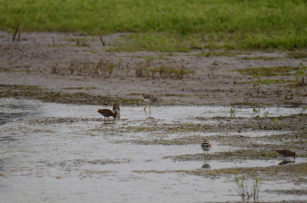 Wilson's Snipe - ML647014261