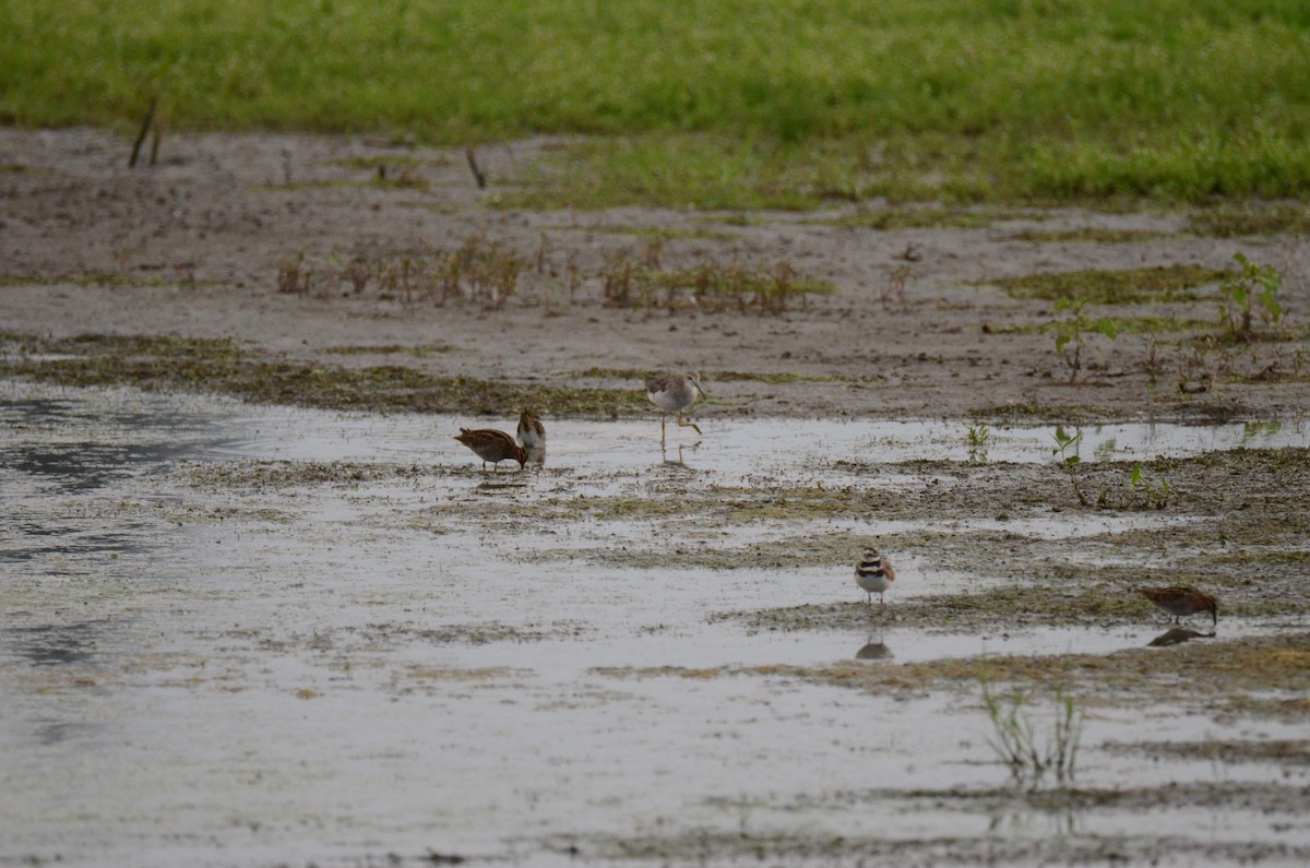 Wilson's Snipe - ML647014262