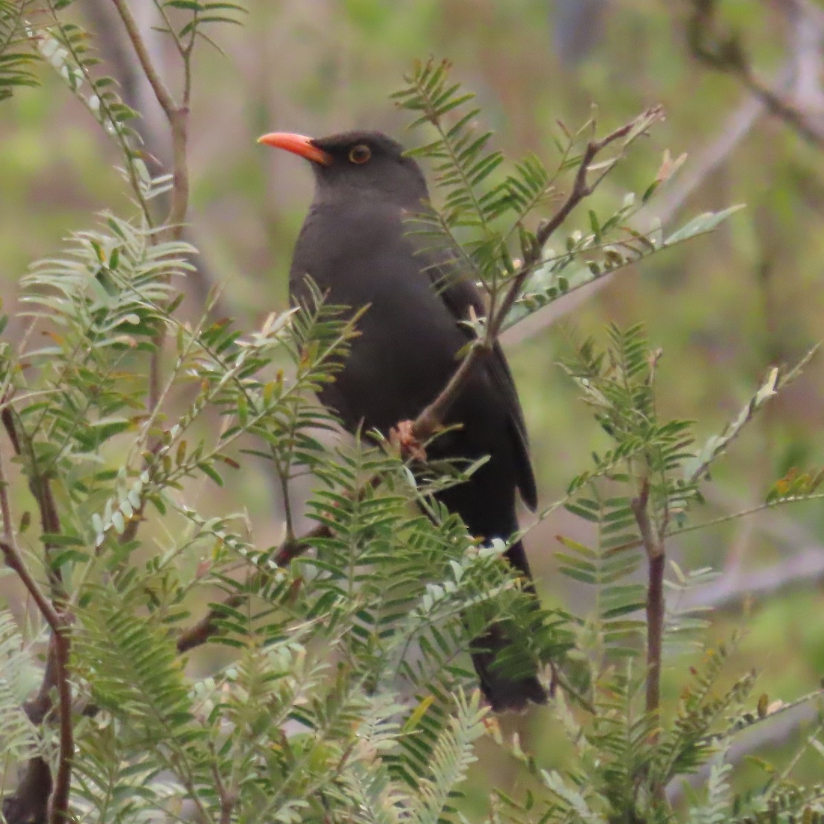 Chiguanco Thrush - ML647014263