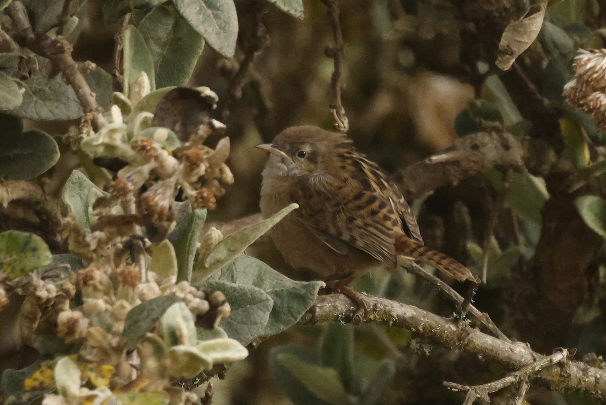 Apolinar's Wren - ML647014264