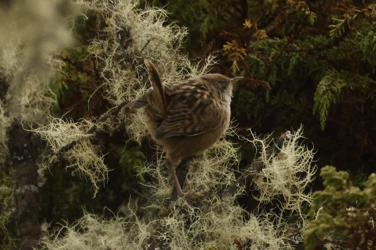 Apolinar's Wren - ML647014265