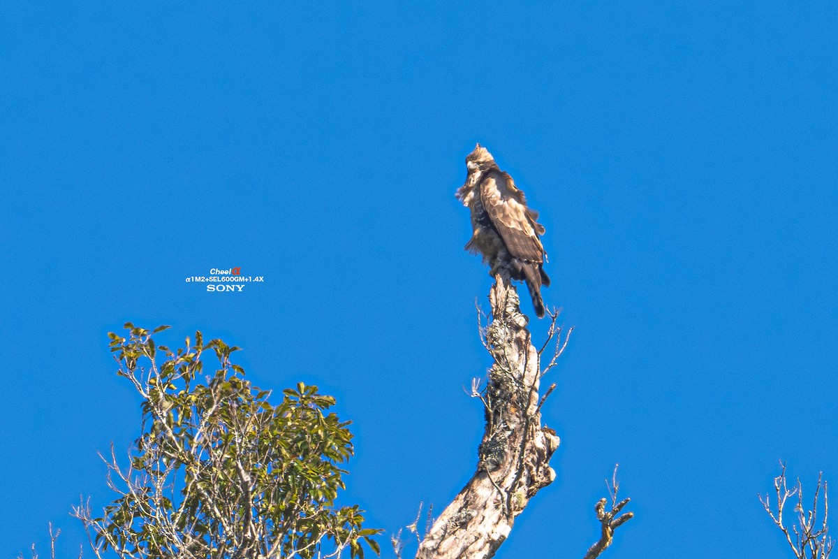 Mountain Hawk-Eagle - ML647014266