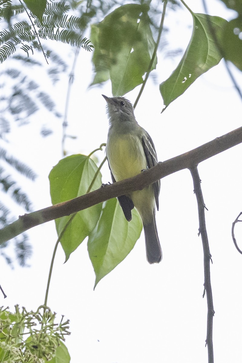 Желтобрюхая эления - ML647014268