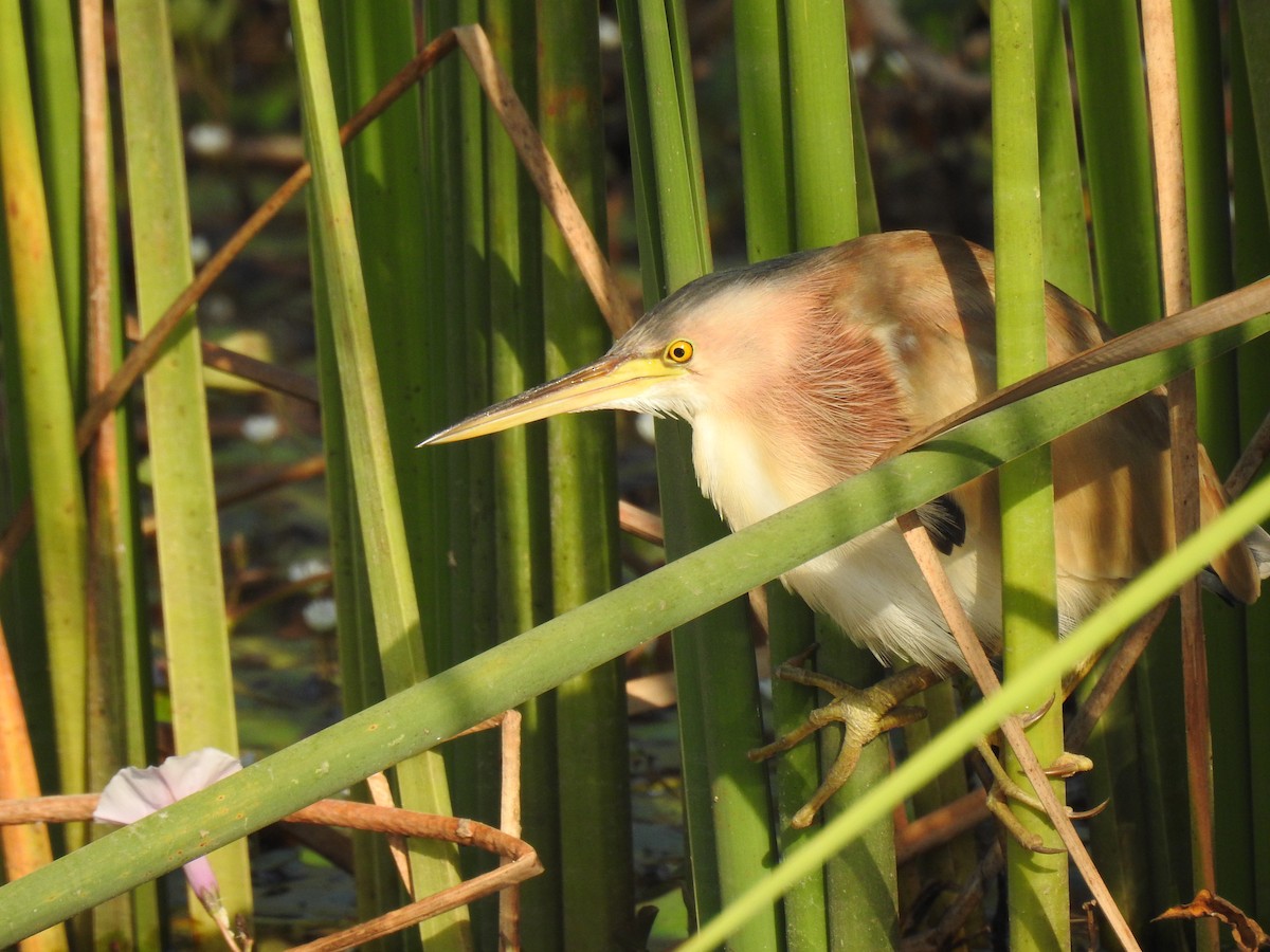 Yellow Bittern - ML647014269