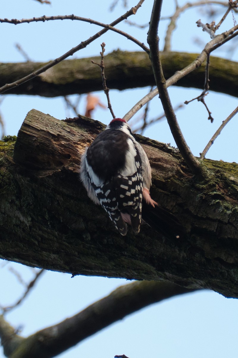 Middle Spotted Woodpecker - ML647014273