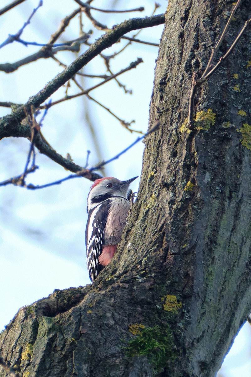 Middle Spotted Woodpecker - ML647014274