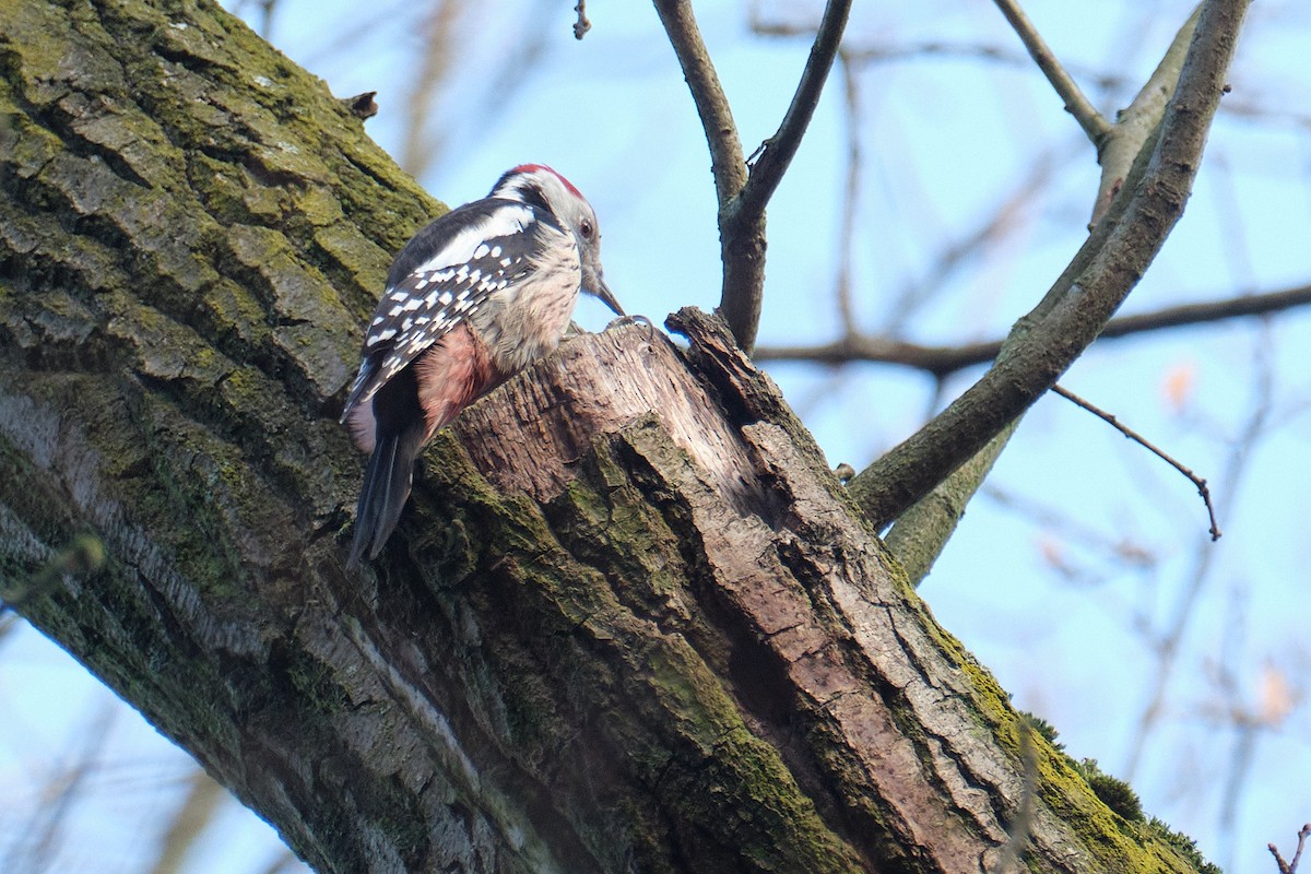 Middle Spotted Woodpecker - ML647014275