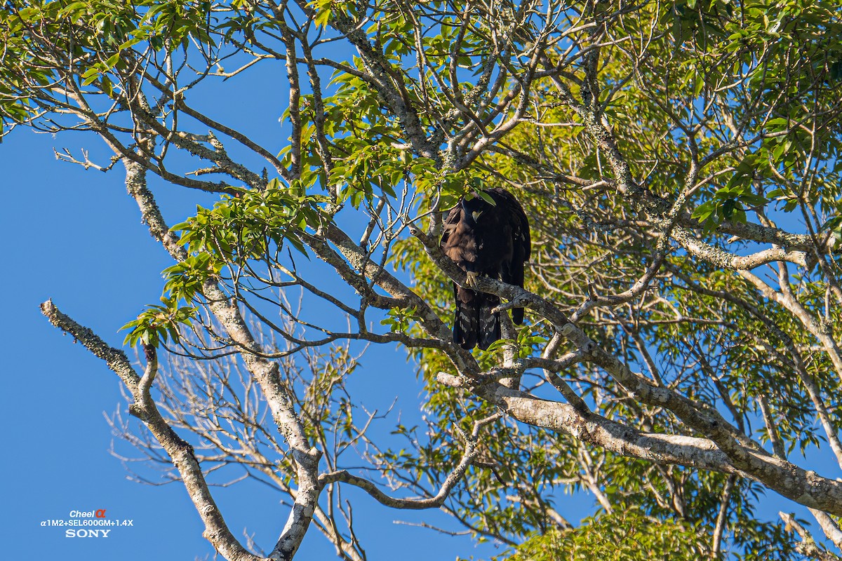 Black Eagle - ML647014276