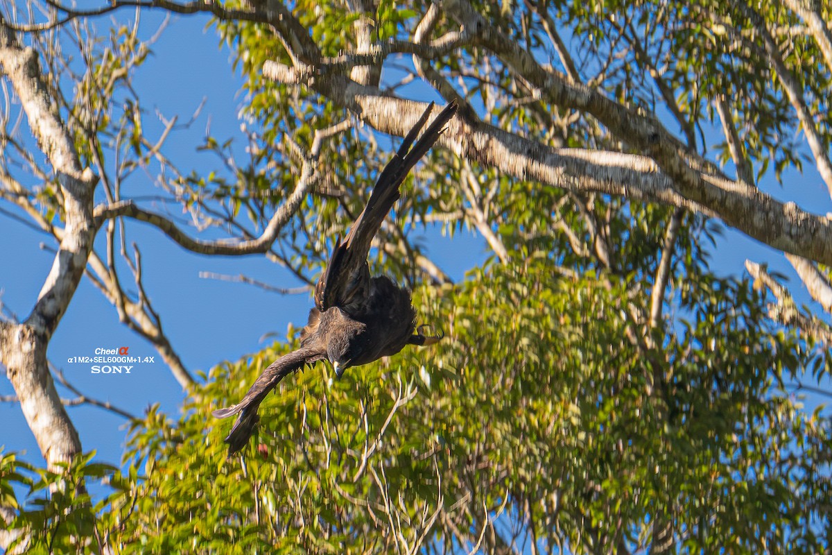 Malaienadler - ML647014277