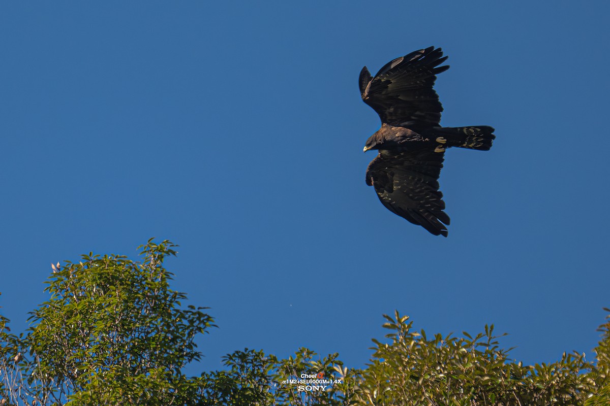 Malaienadler - ML647014278