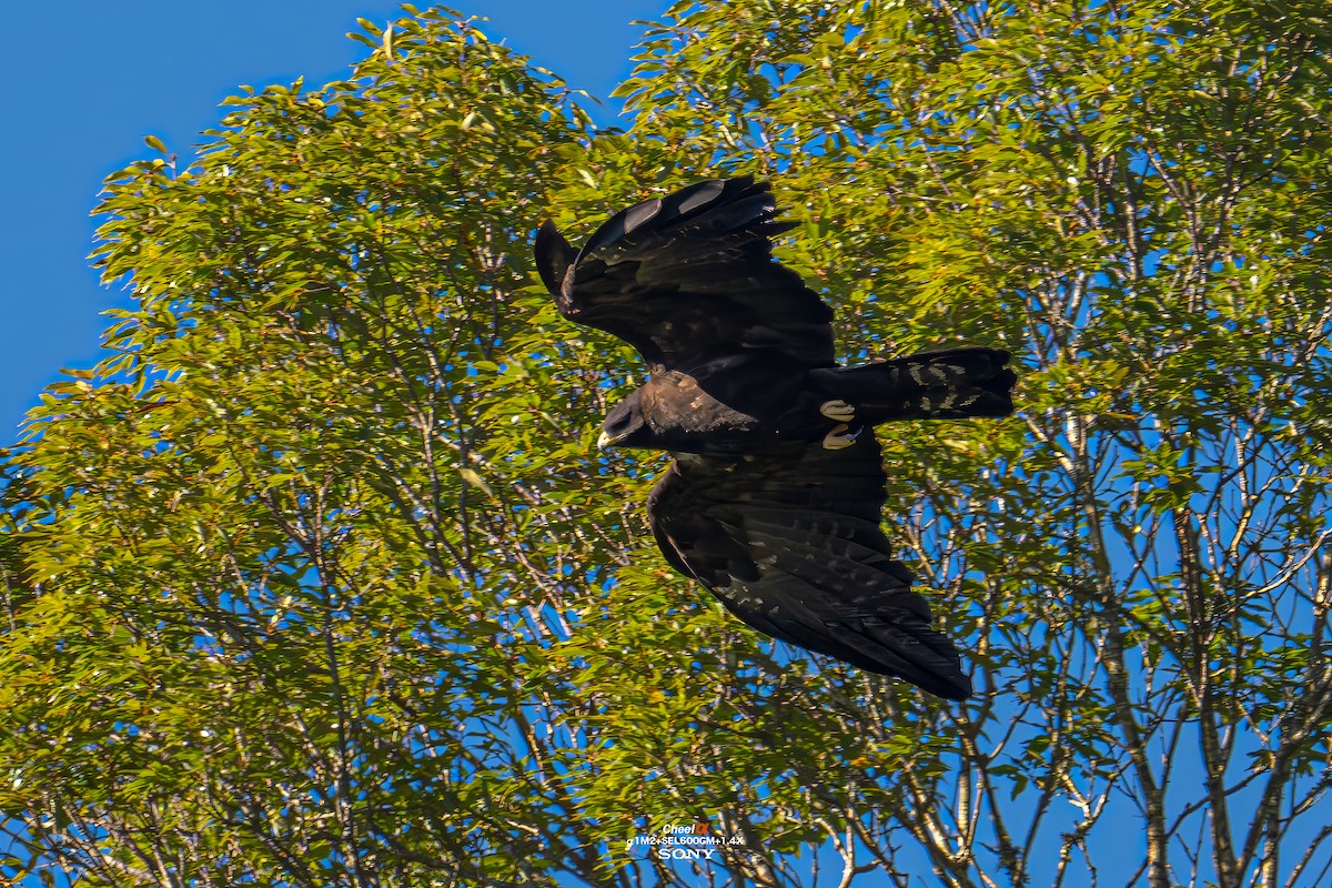 Black Eagle - ML647014279