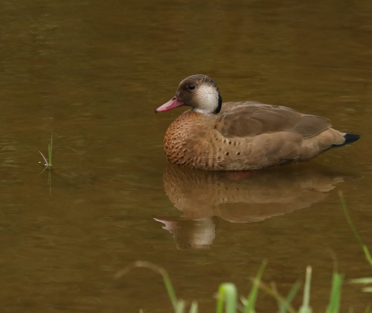 アカアシコガモ - ML647014280