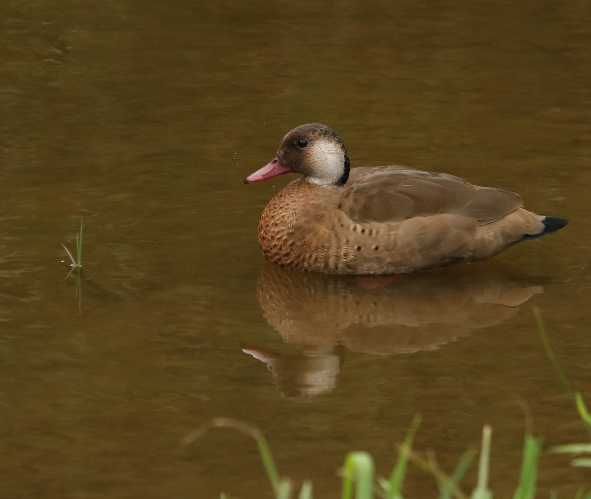 Amazonasente - ML647014281