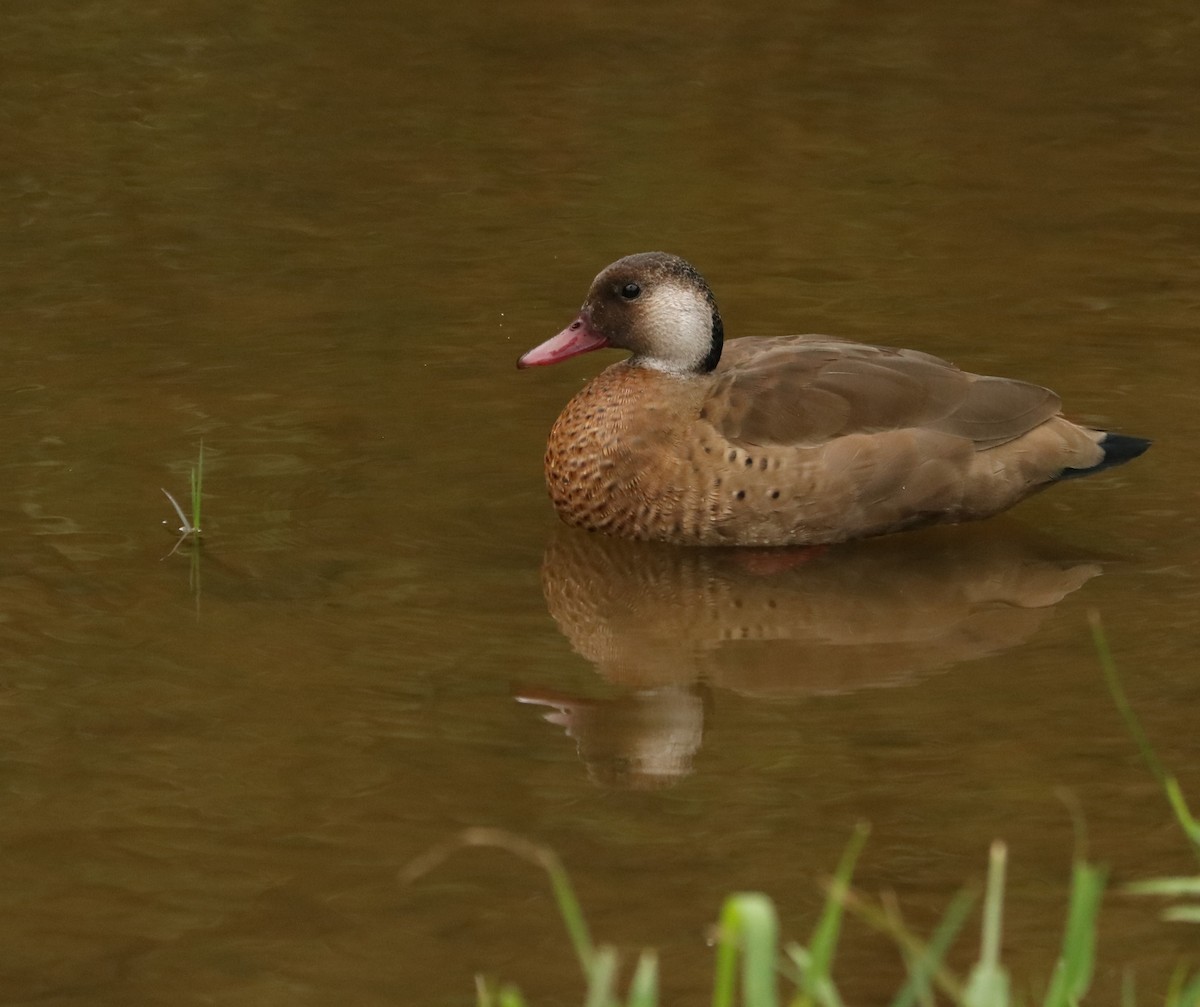 アカアシコガモ - ML647014282