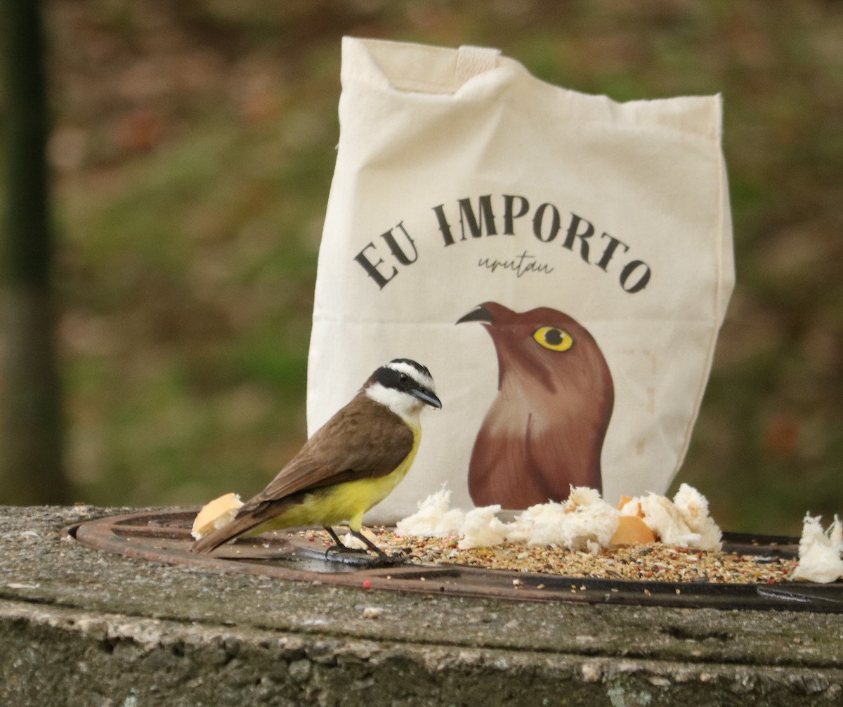 Schwefelmaskentyrann - ML647014283