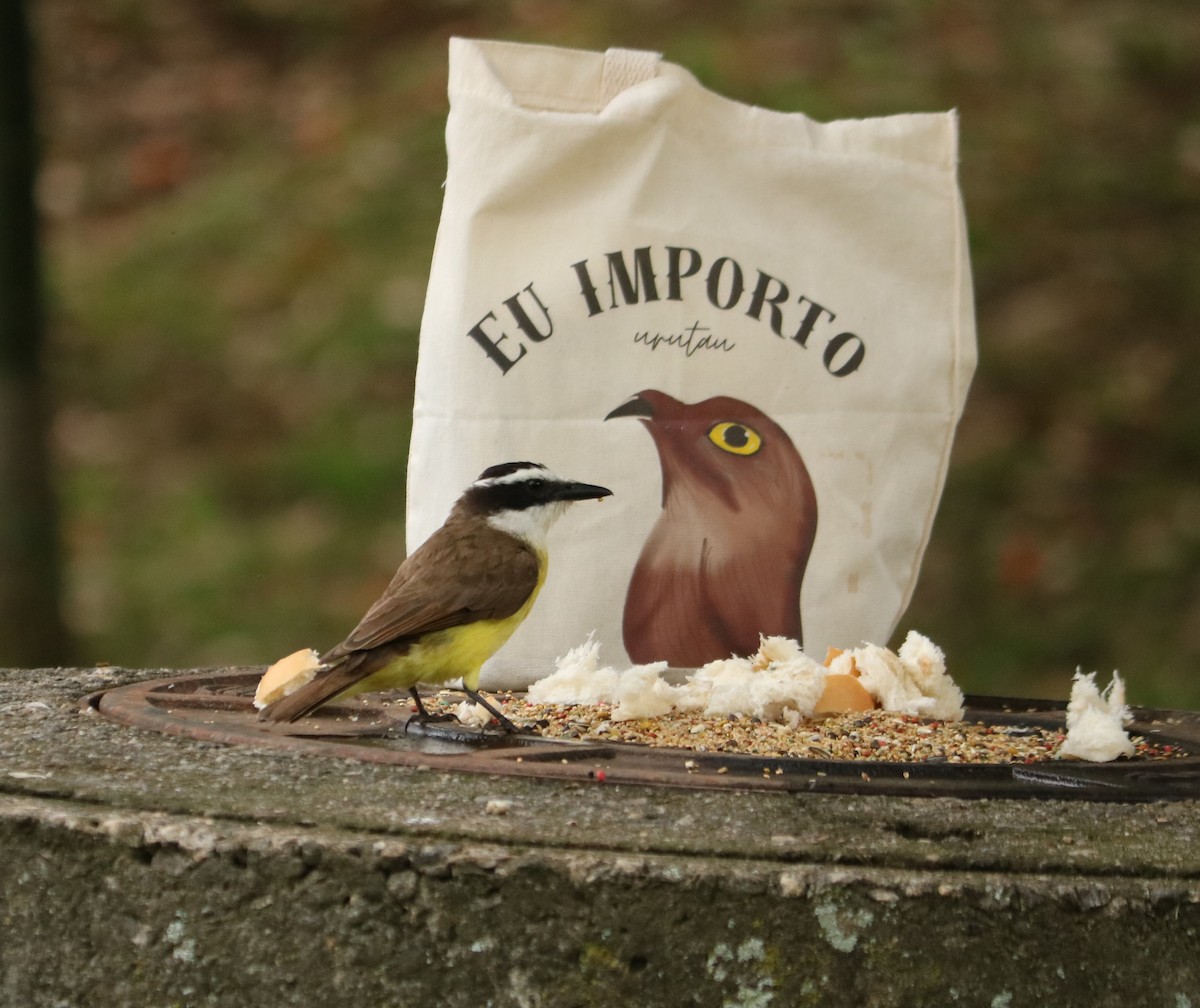 Schwefelmaskentyrann - ML647014284