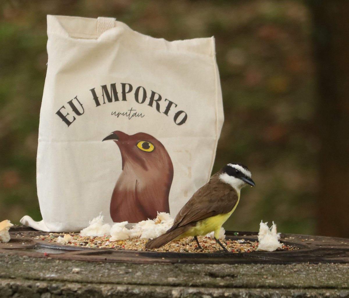 Schwefelmaskentyrann - ML647014285