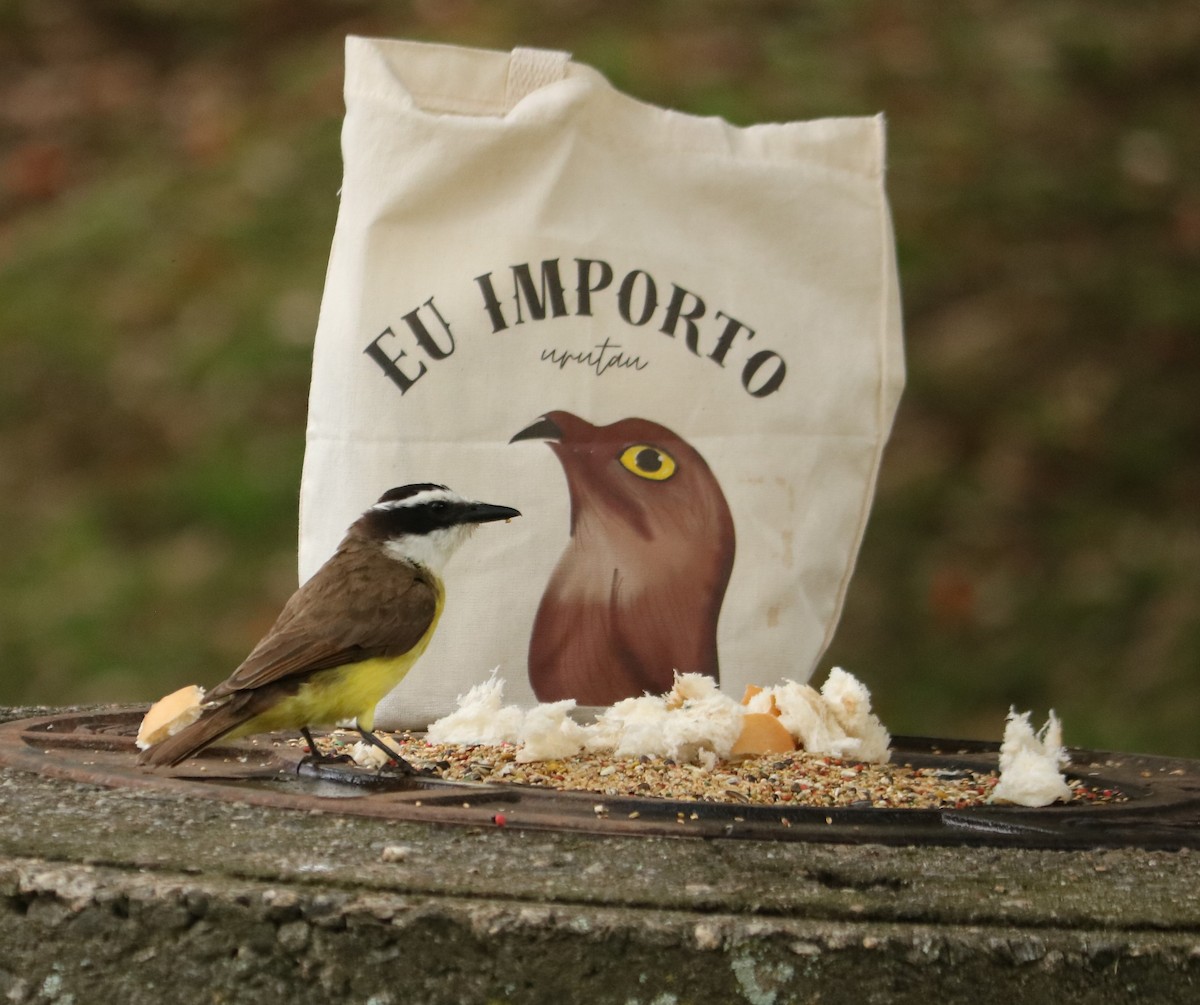 Schwefelmaskentyrann - ML647014286