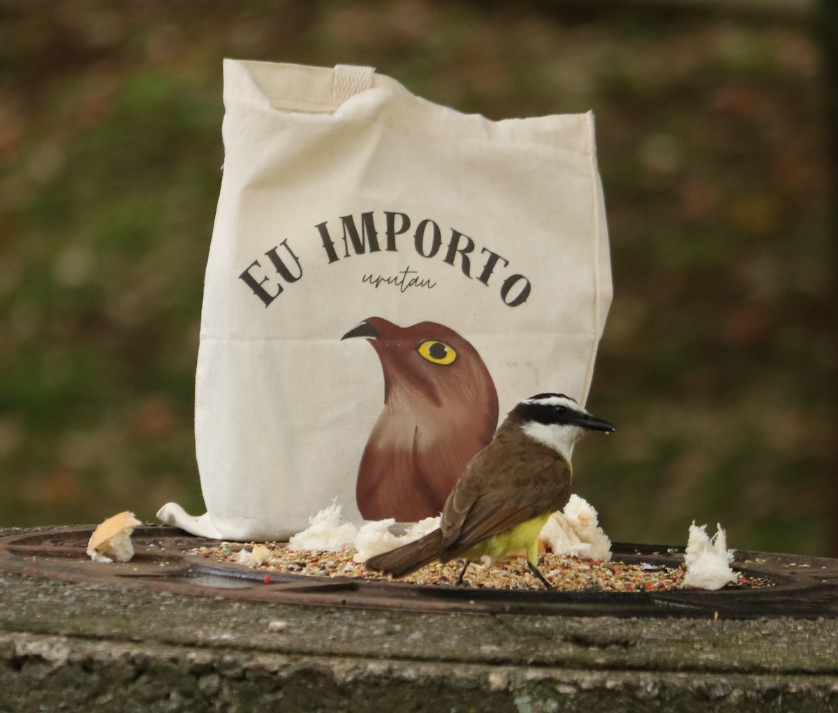 Schwefelmaskentyrann - ML647014287