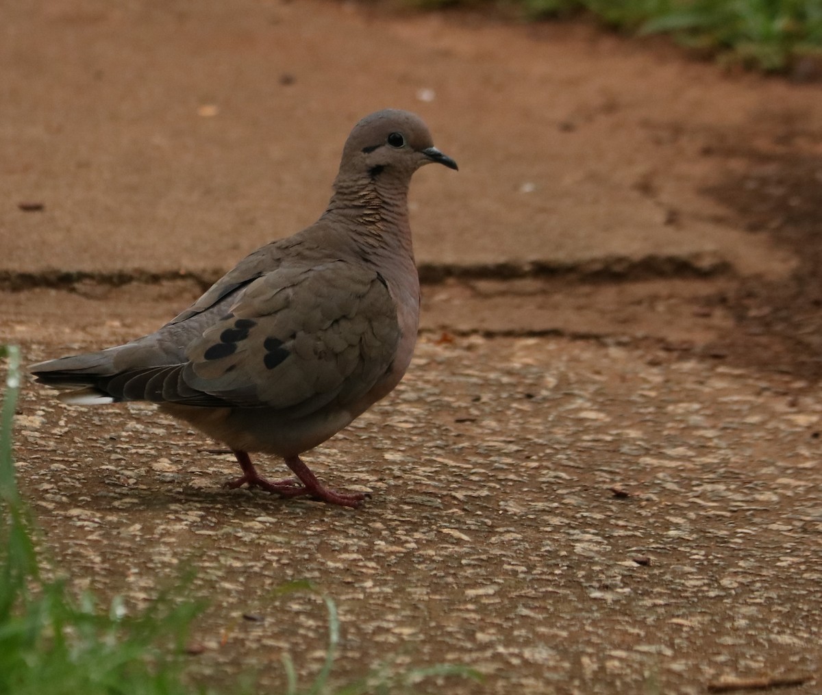 Ohrflecktaube - ML647014289