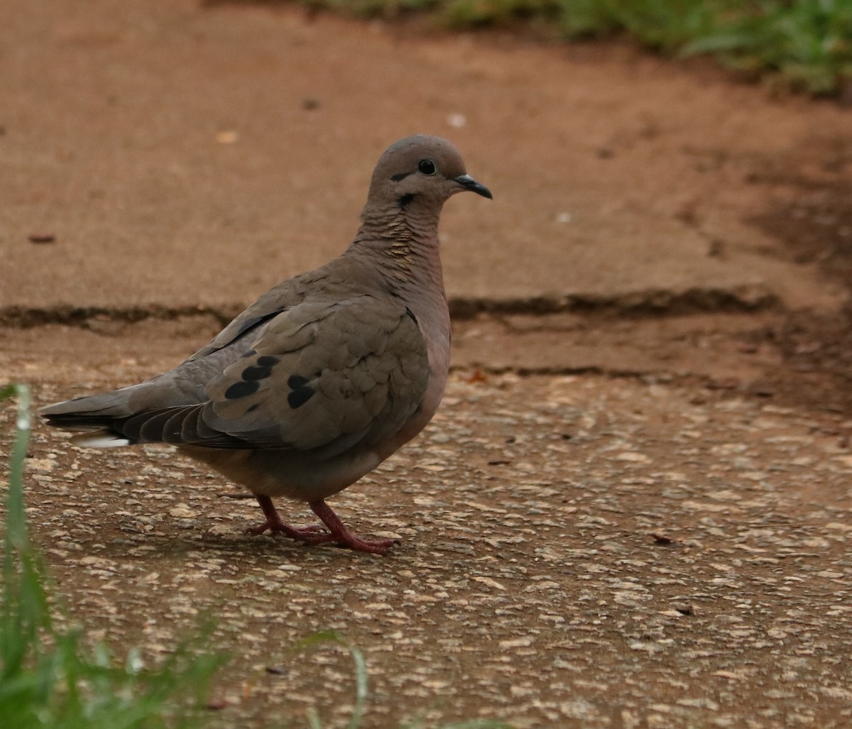 Ohrflecktaube - ML647014290