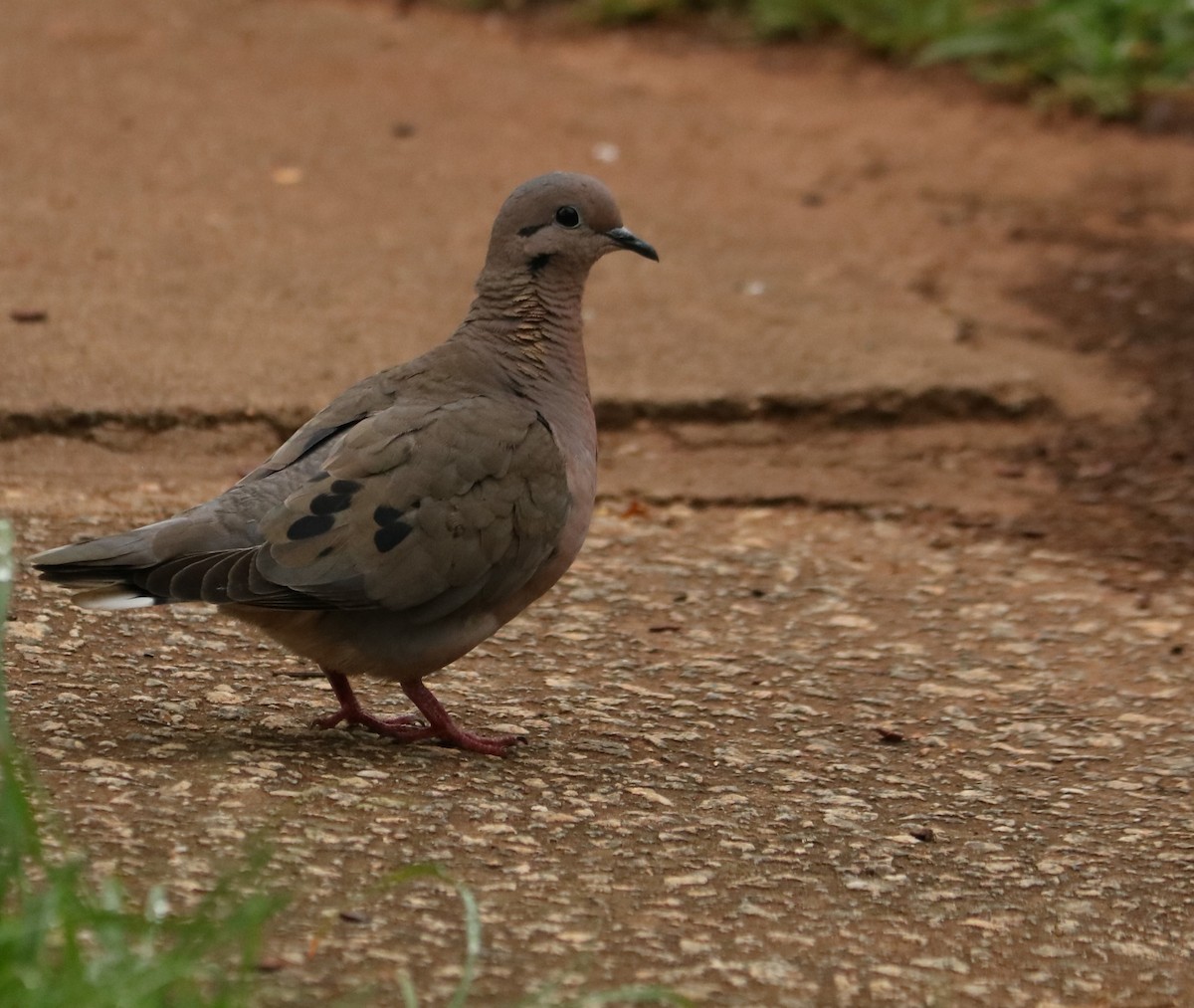 Ohrflecktaube - ML647014291